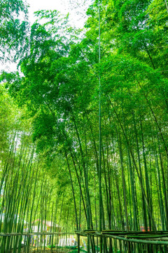 竹林风光 竹林背景竹林素材