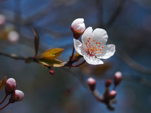 紫叶李