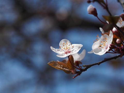 紫叶李