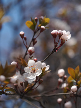 紫叶李