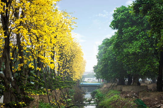 黄花风铃木