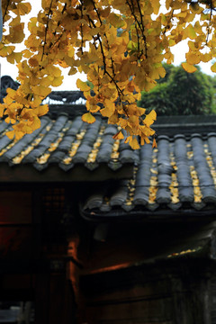 銀杏樹(shù)