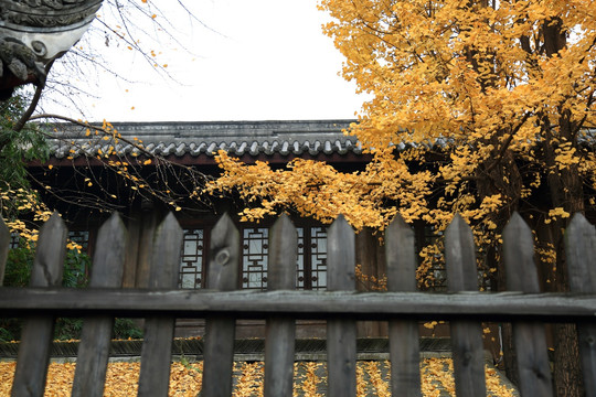 白果樹(shù)