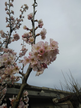 樱桃花 樱花 花