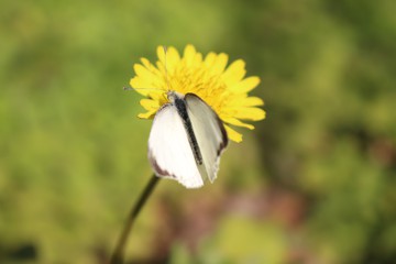 蝴蝶菊花特写 