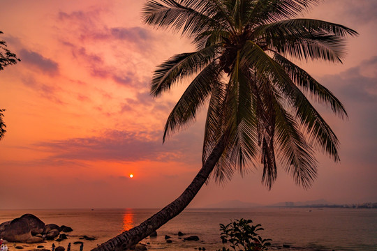 海边椰树夕阳