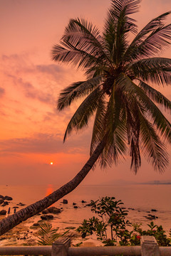 海边椰树夕阳
