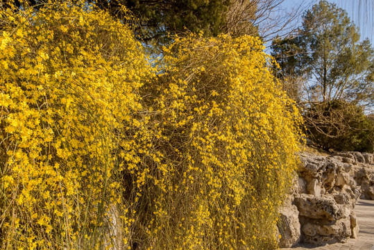 迎春花