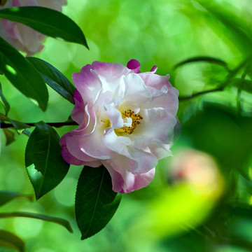 云南山茶 茶花