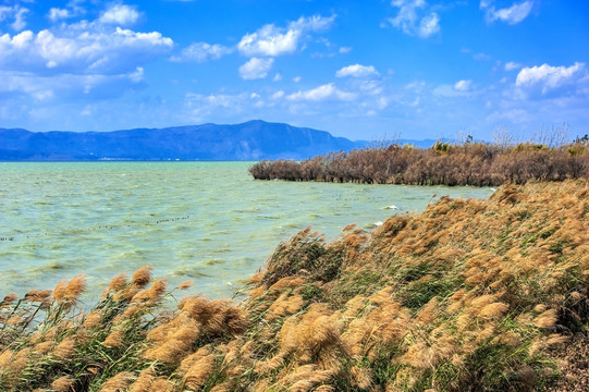 滇池 湿地