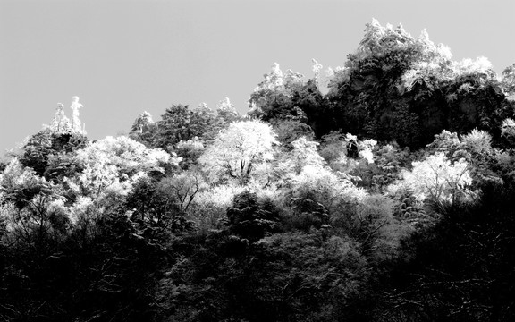 神农架天燕雪淞画韵 高格