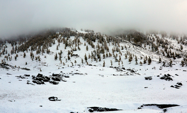 新疆喀纳斯雪景 高格