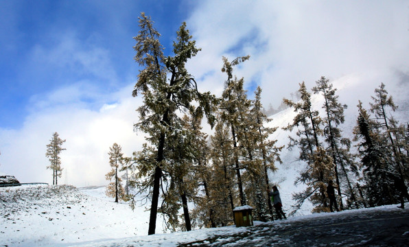 新疆喀纳斯雪景 高格