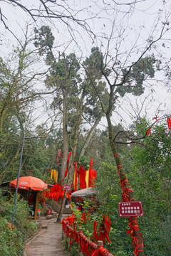 观音故里灵泉风景区 观音柏