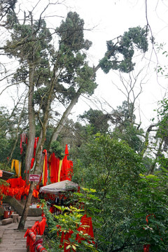 观音故里灵泉风景区 观音柏