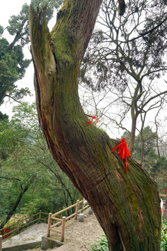 遂宁灵泉寺 关刀柏