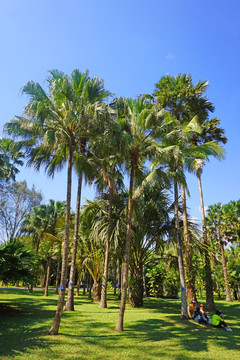 热带树林 棕榈树林 蒲葵林