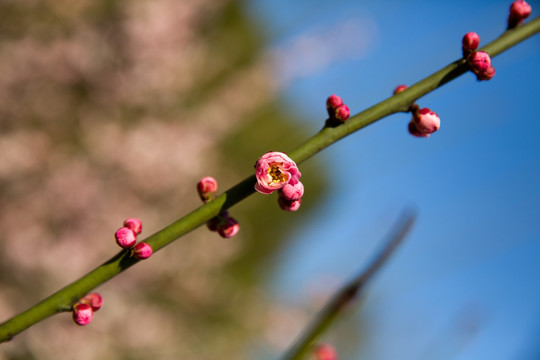 粉色梅花