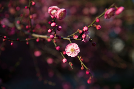 粉色梅花