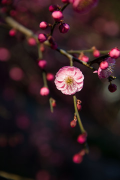 粉色梅花