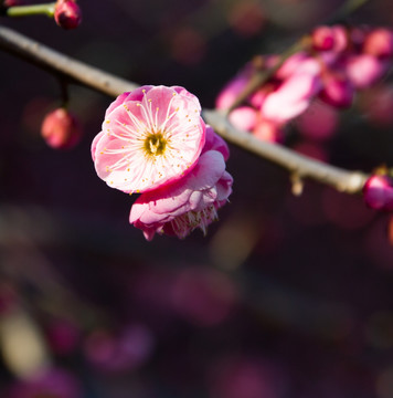 粉色梅花