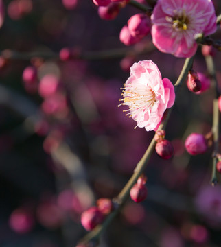 粉色梅花