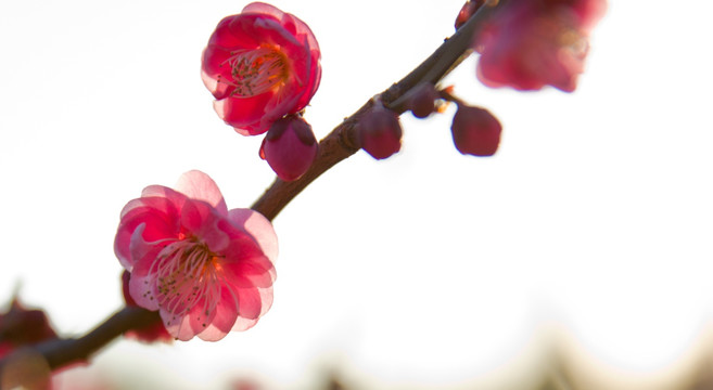 一朵梅花