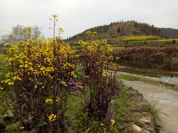 油菜花