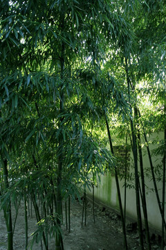 竹林 竹子 风光 公园 风景