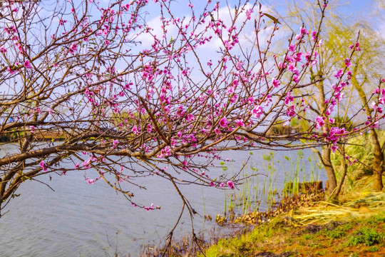 河边桃花