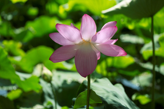 夏季荷花