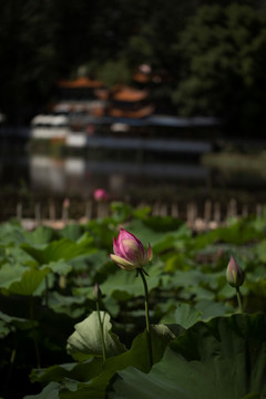 夏季荷花