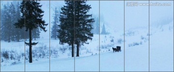 雪地迷霧森林