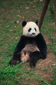 大熊猫 吐舌头的熊猫