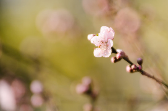 桃花 特写