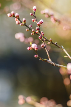 桃花 特写