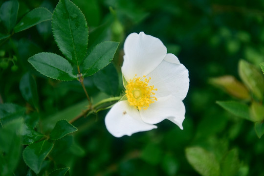 野玫瑰白花