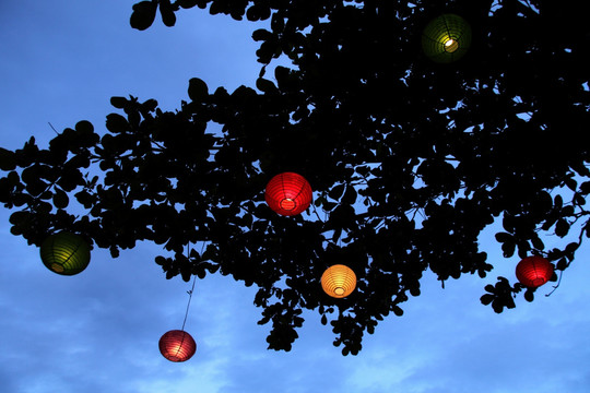 夜晚挂在树上的彩灯