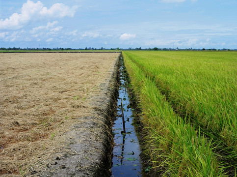 稻田间灌溉渠道