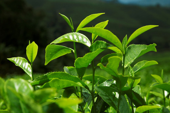 绿叶植物