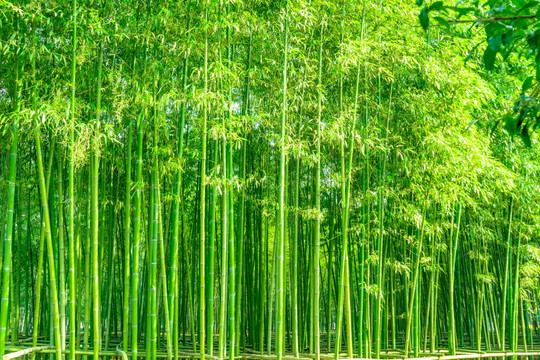 竹林风光 竹林背景竹林素材