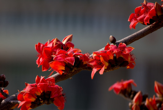 木棉花