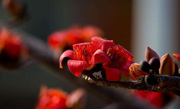 木棉花