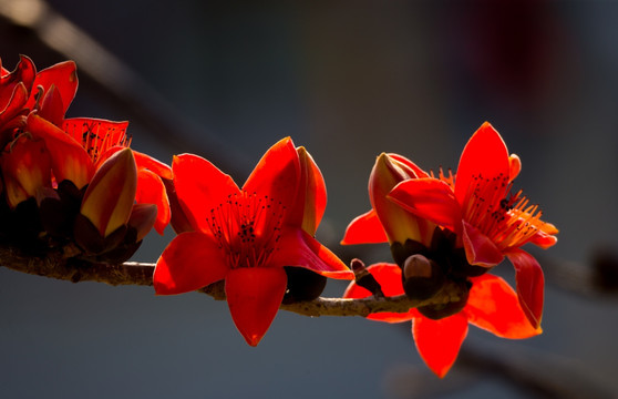 木棉花