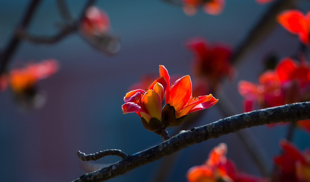 木棉花