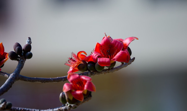 木棉花