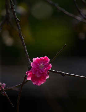 梅花 腊梅