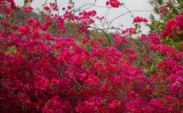 山杜鹃 杜鹃花