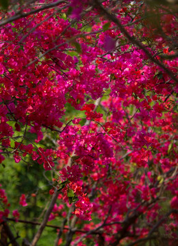 杜鹃花 山杜鹃