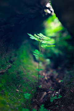 创意植物